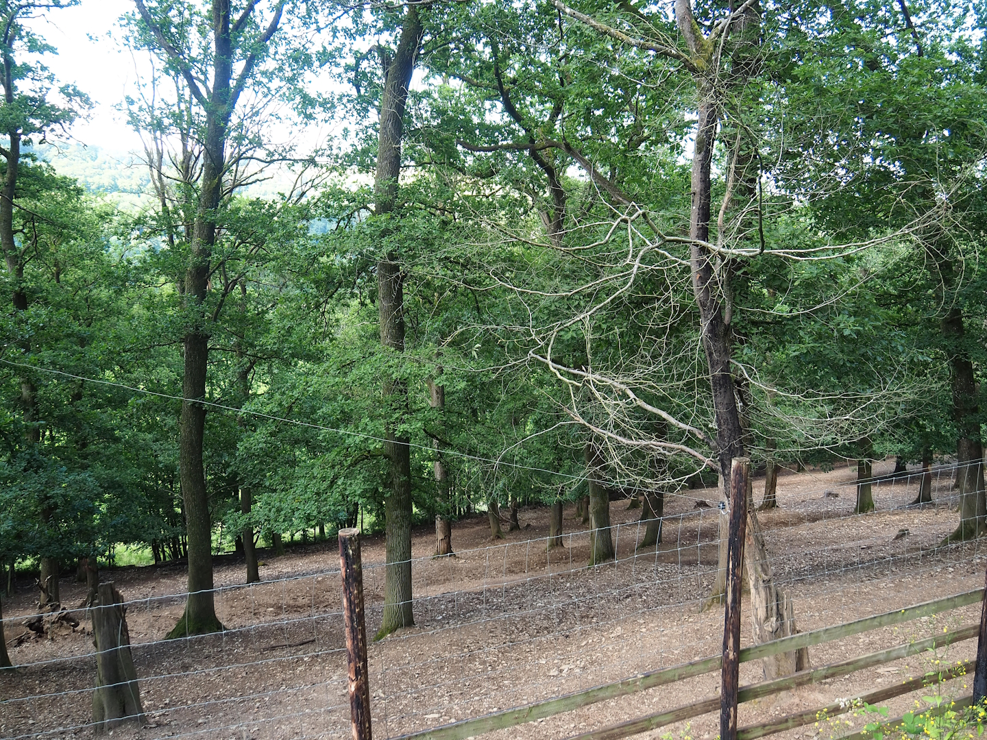 Red deer paddock, 2023-06-24