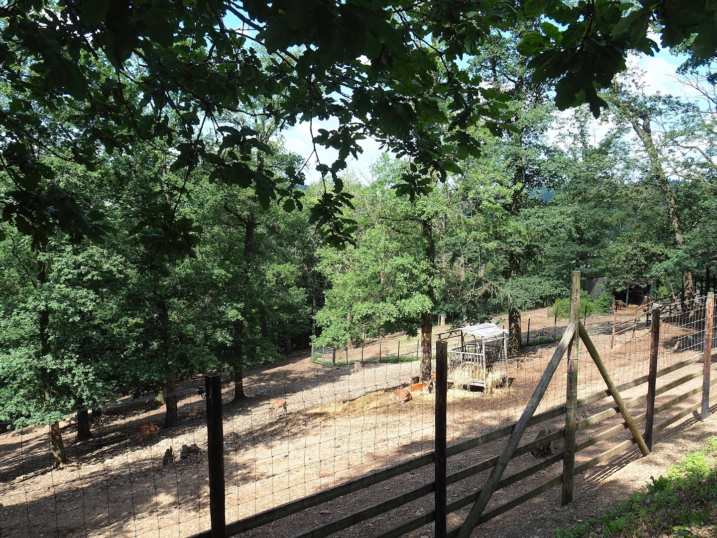 Red deer paddock, 2023-06-24