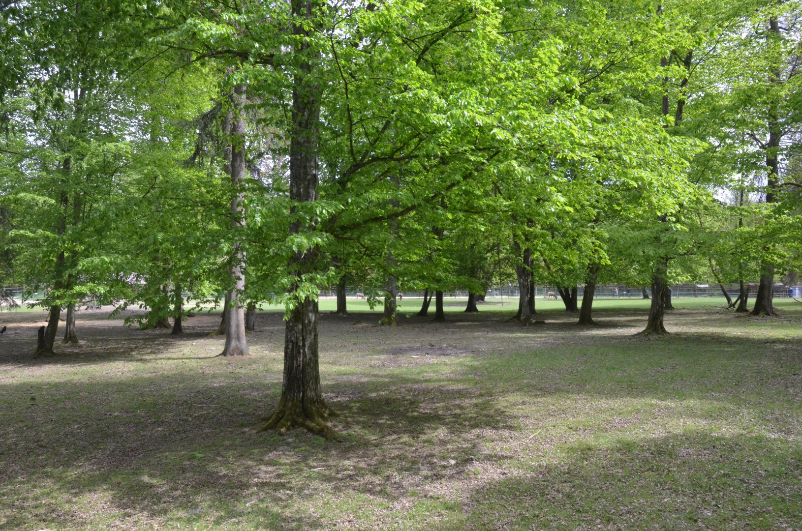 Red Deer Paddock at Rezerwat Pokazowy Żubrów, Białowieża 07/05/19