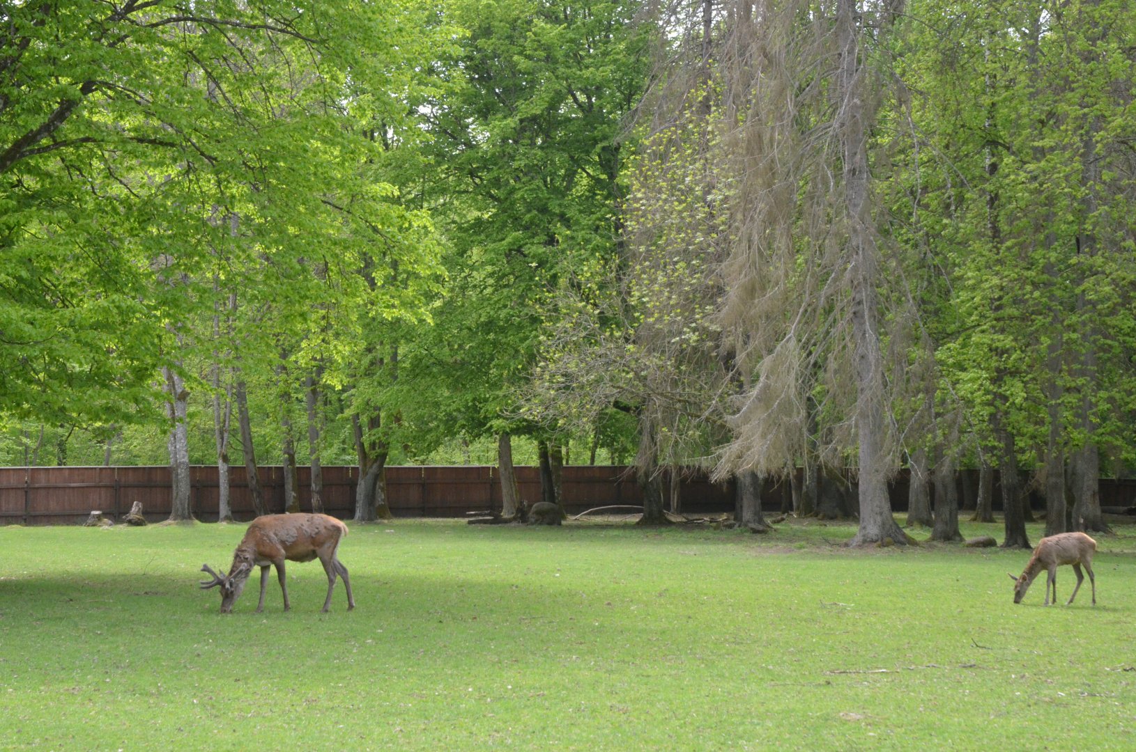 Red Deer Paddock at Rezerwat Pokazowy Żubrów, Białowieża 07/05/19