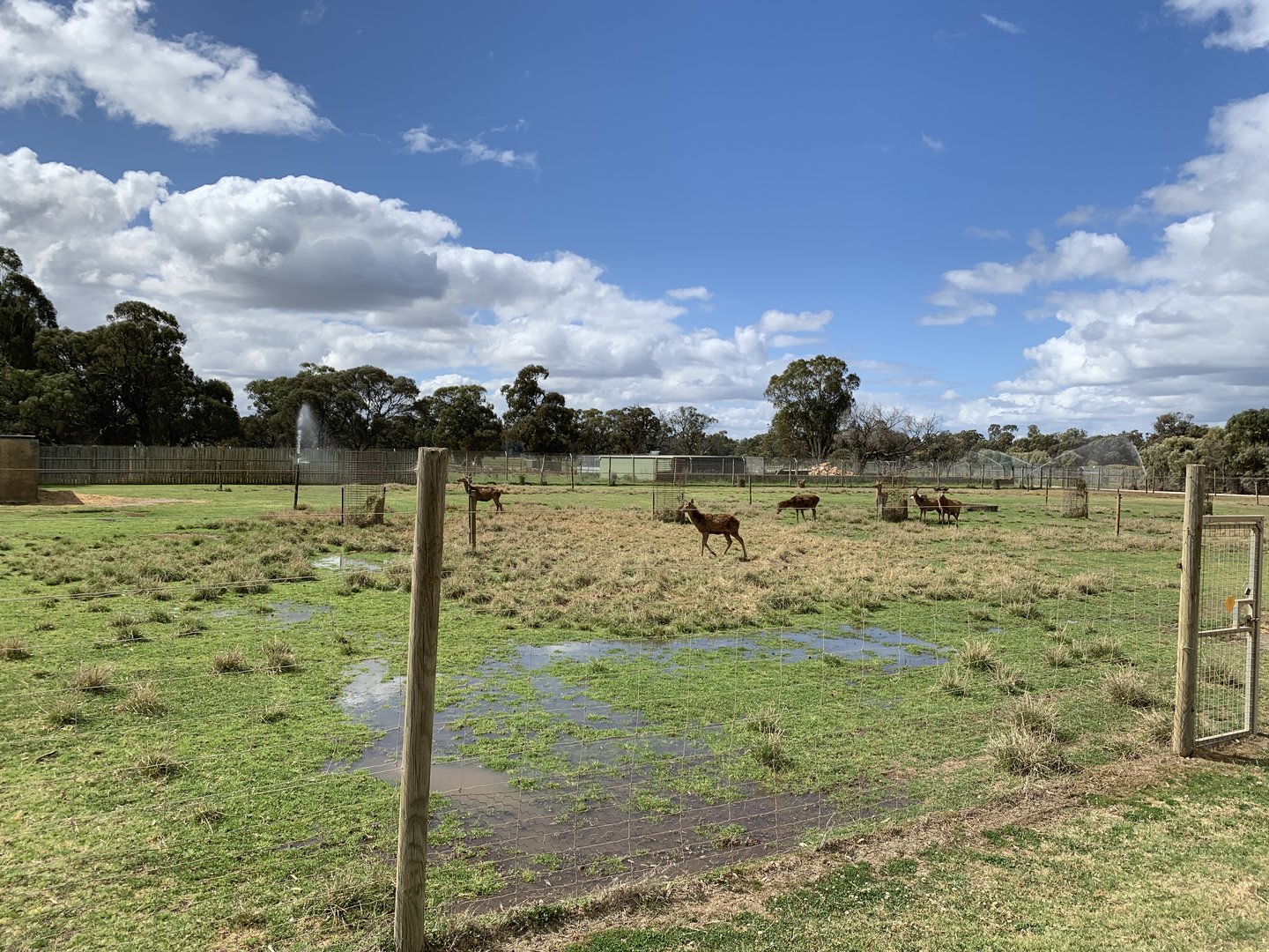 Red Deer Paddock