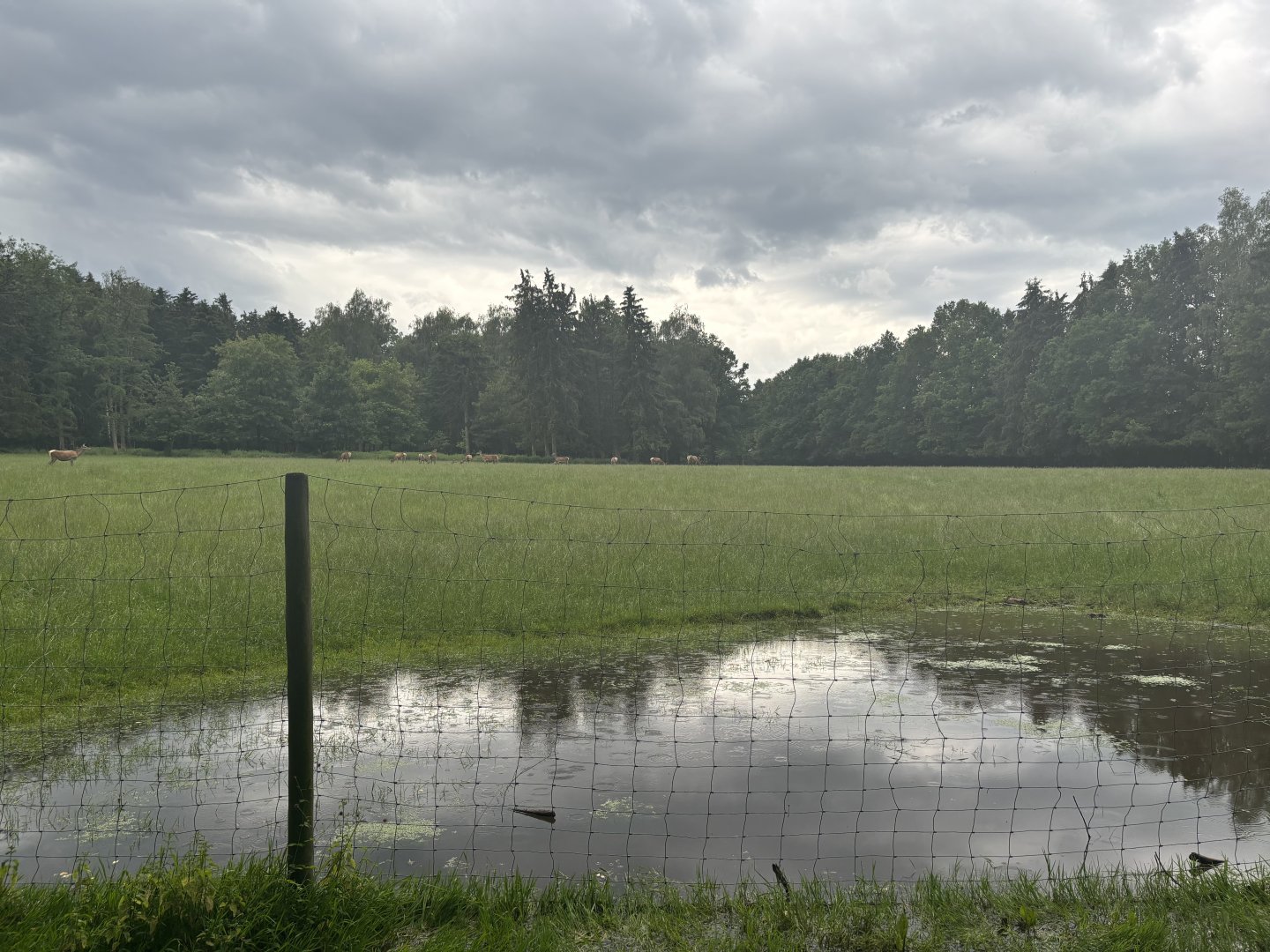 Red Deer Pasture as seen from the Outside Perimeter of Wildpark Poing