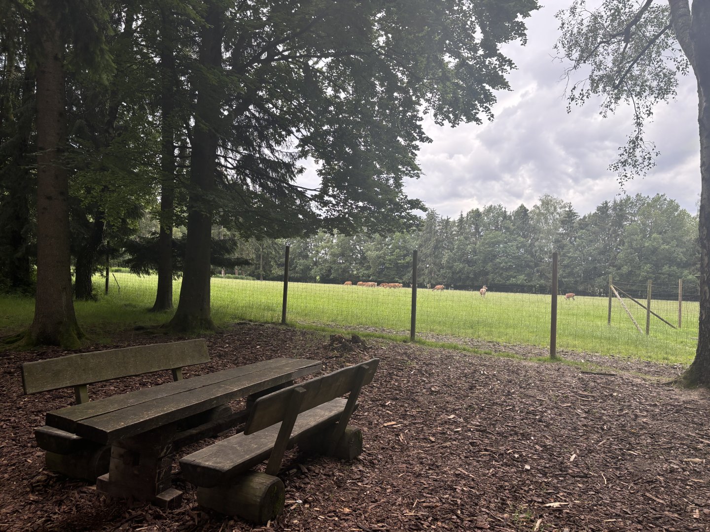 Red Deer Pasture at Wildpark Poing