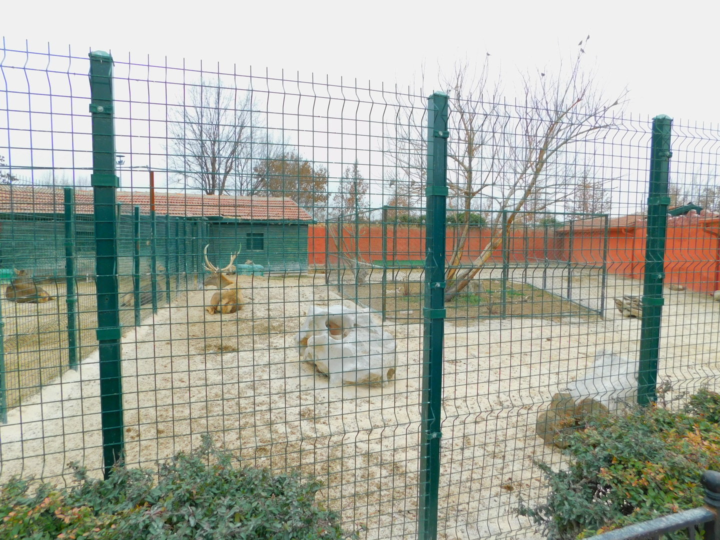 Red Deer Pen at the Karatay Zoo