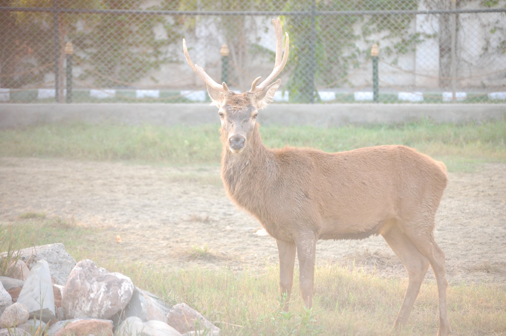 Red deer - Peshawar Zoo 20/10/2018