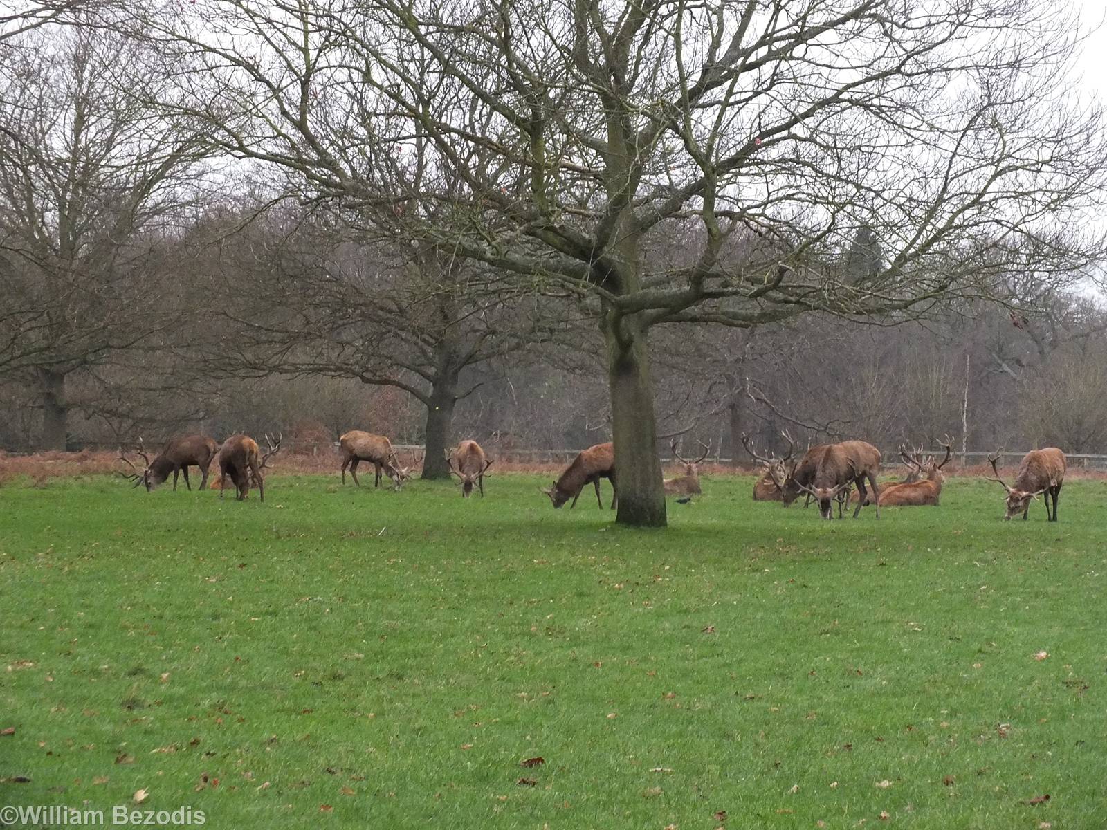 Red Deer - Richmond Park