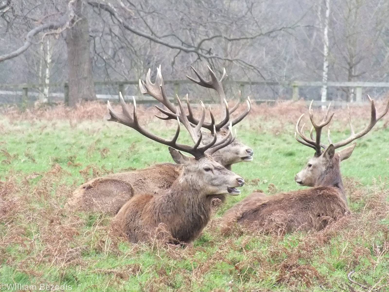 Red Deer - Richmond Park