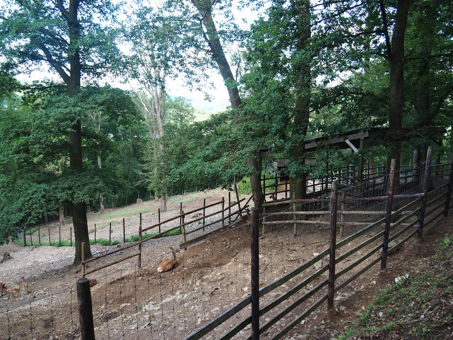 Red deer shelter and Wisent paddock behind it, 2023-06-24