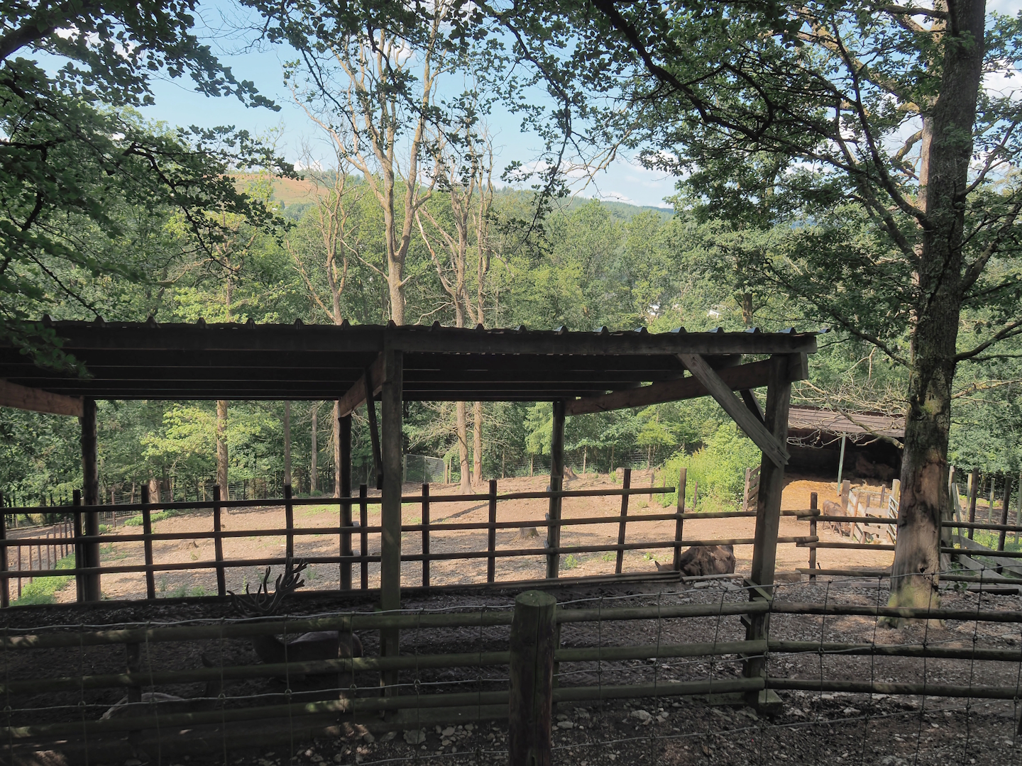 Red deer shelter and Wisent paddock behind it, 2023-06-24