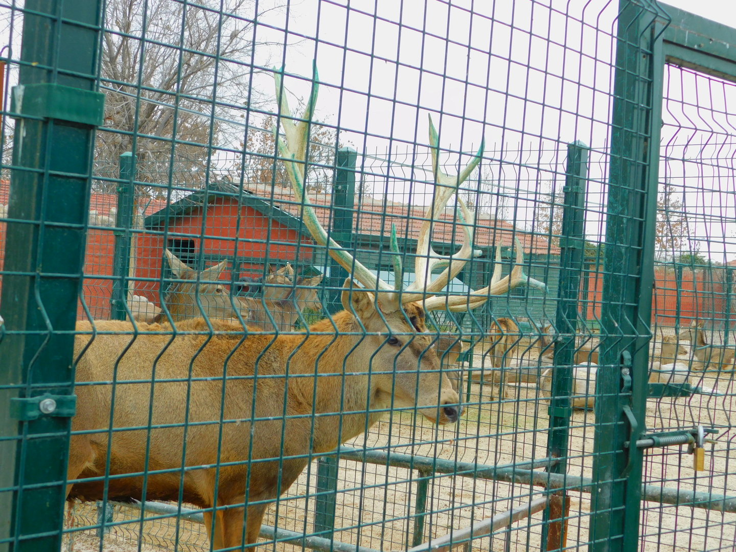 Red Deer Stag at the Karatay Zoo
