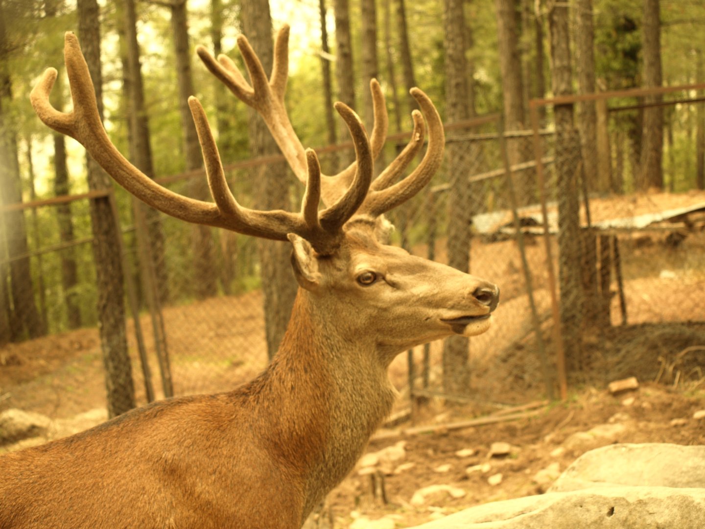 Red deer stag - Bansra Gali Wildlife Park 10/7/2018