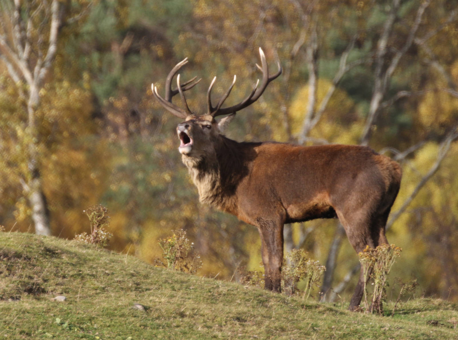 Red Deer Stag Bellowing