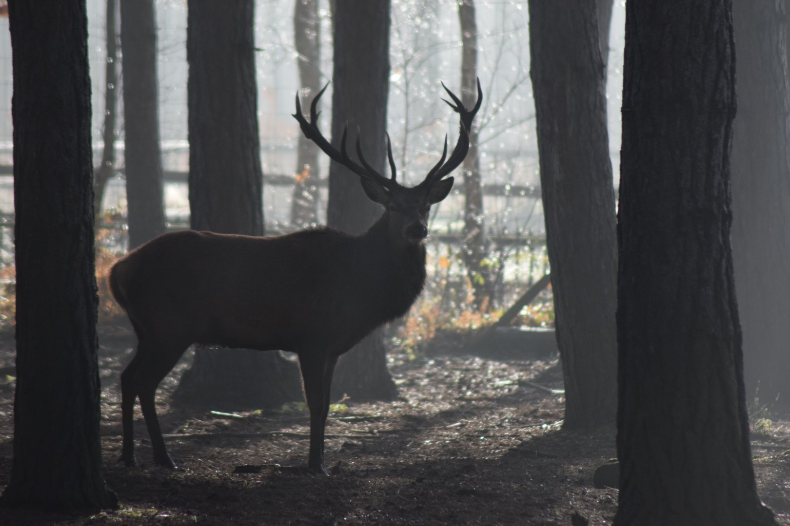 Red Deer Stag 'Desmond', 18/01/22