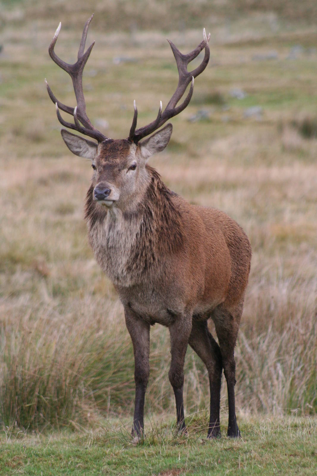 Red Deer stag @ Highland Wildlife Park; 16.10.2014