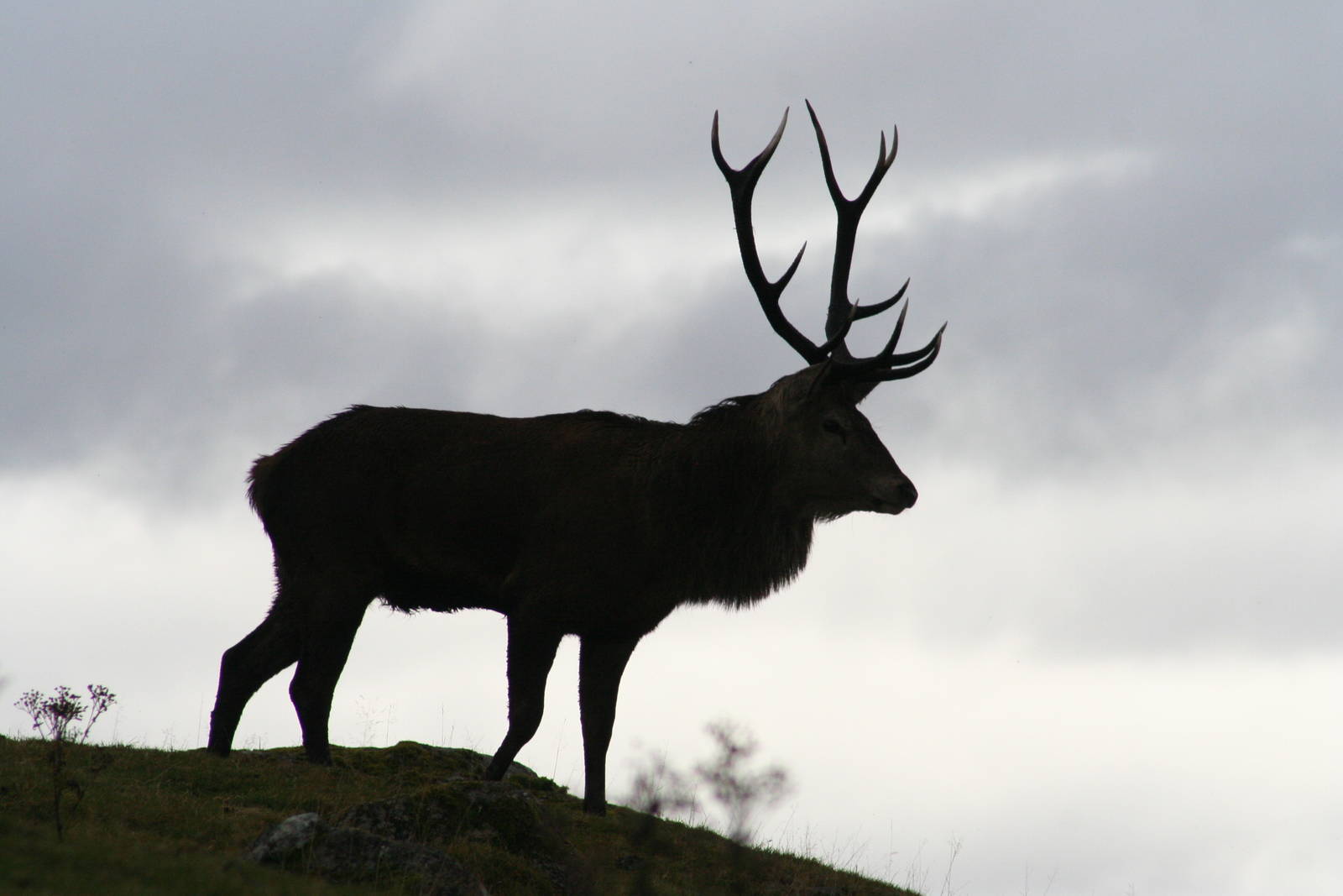Red Deer stag @ Highland Wildlife Park; 16.10.2014