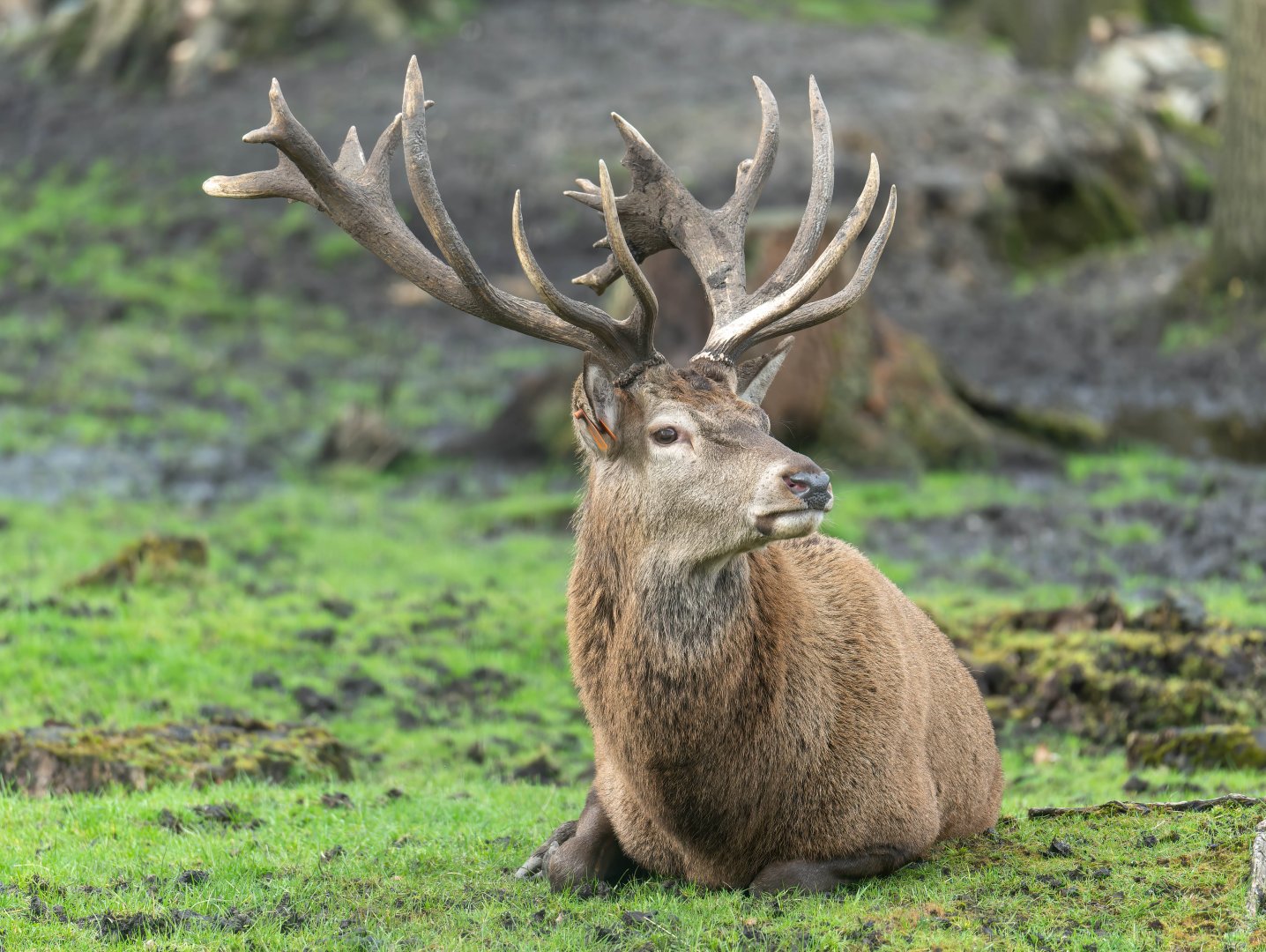 Red deer stag, New Forest Wildlife Park, UK