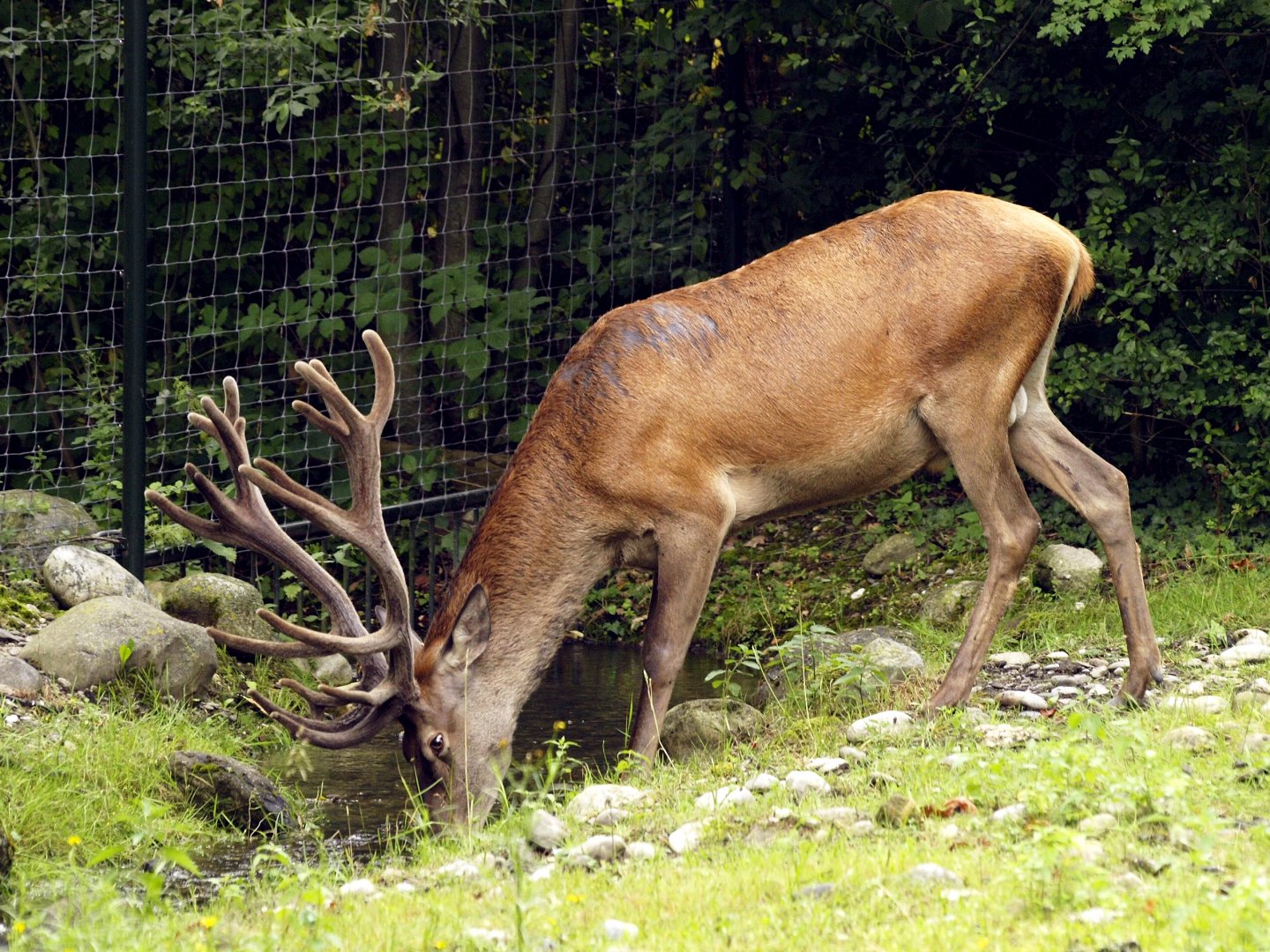 Red deer stag