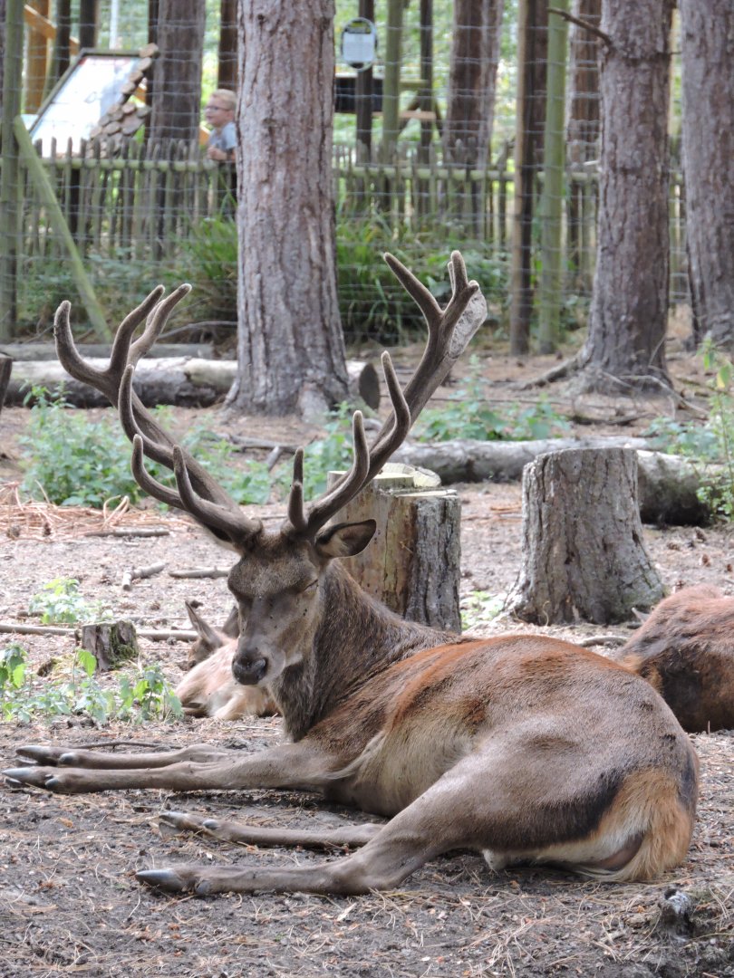 Red Deer Stag