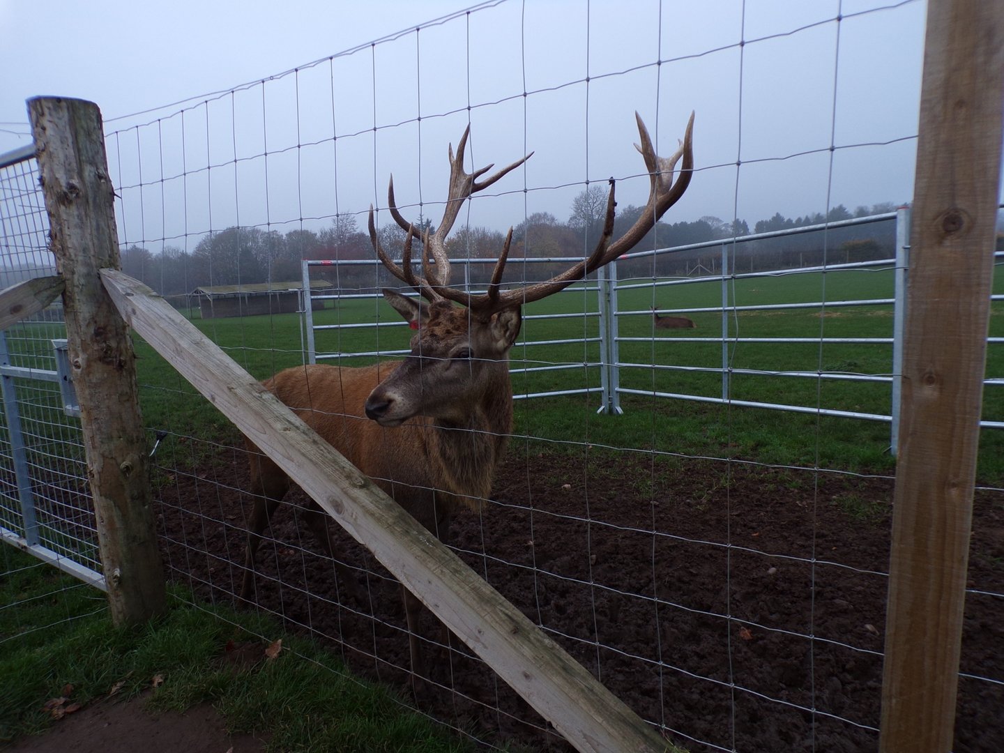 Red deer stag