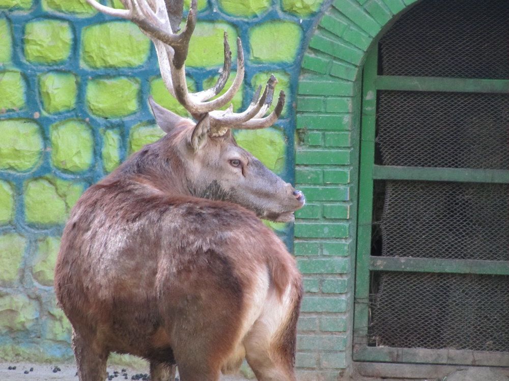 red deer(tehran zoo)