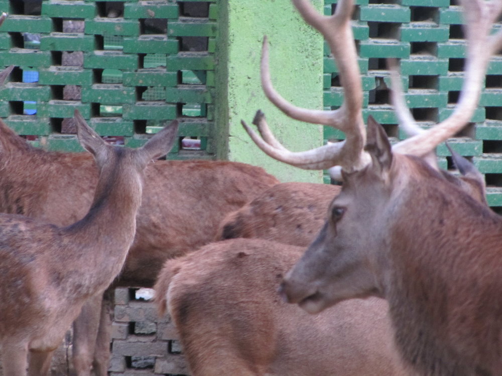 red deer (tehran zoo)
