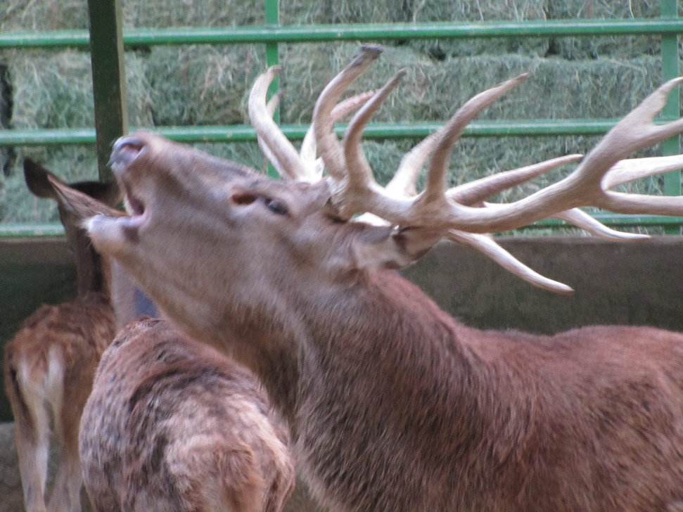 red deer (tehran zoo)