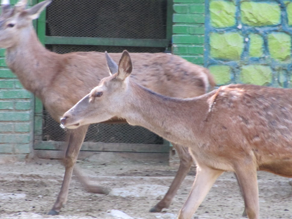 red deer (tehran zoo)