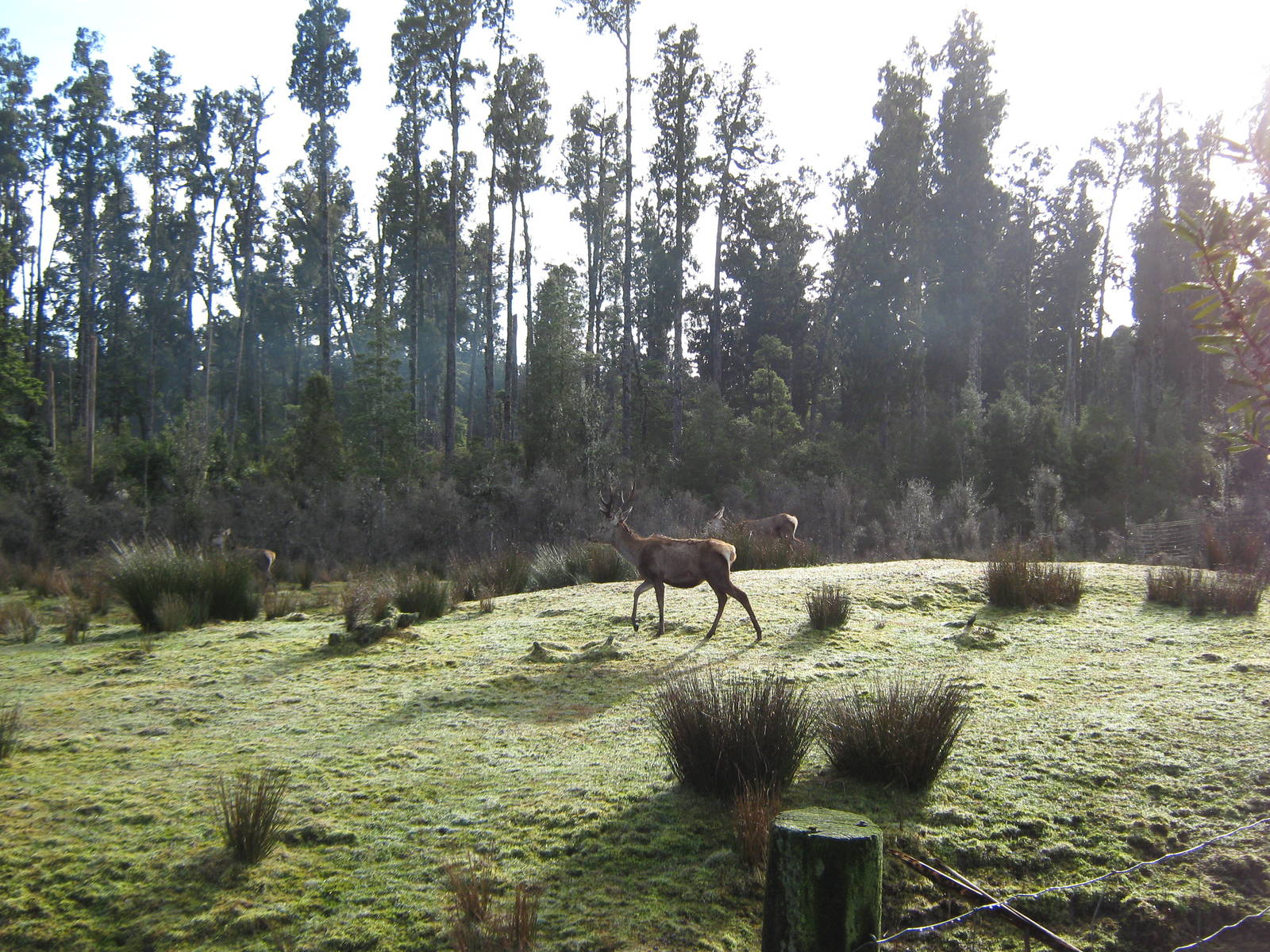red deer, The Bushman's Centre