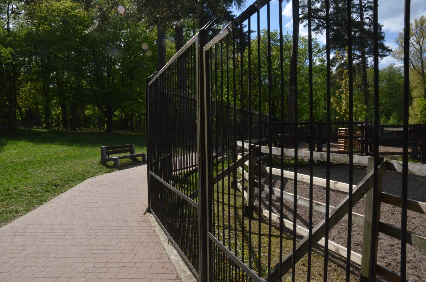 Red Deer Viewing from Perimeter Fence at Akcent Zoo Białystok, 08/05/19