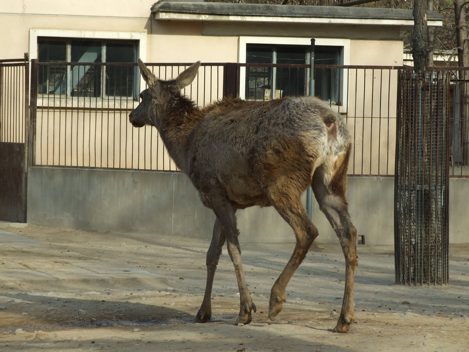 Red deer, which subspecies?