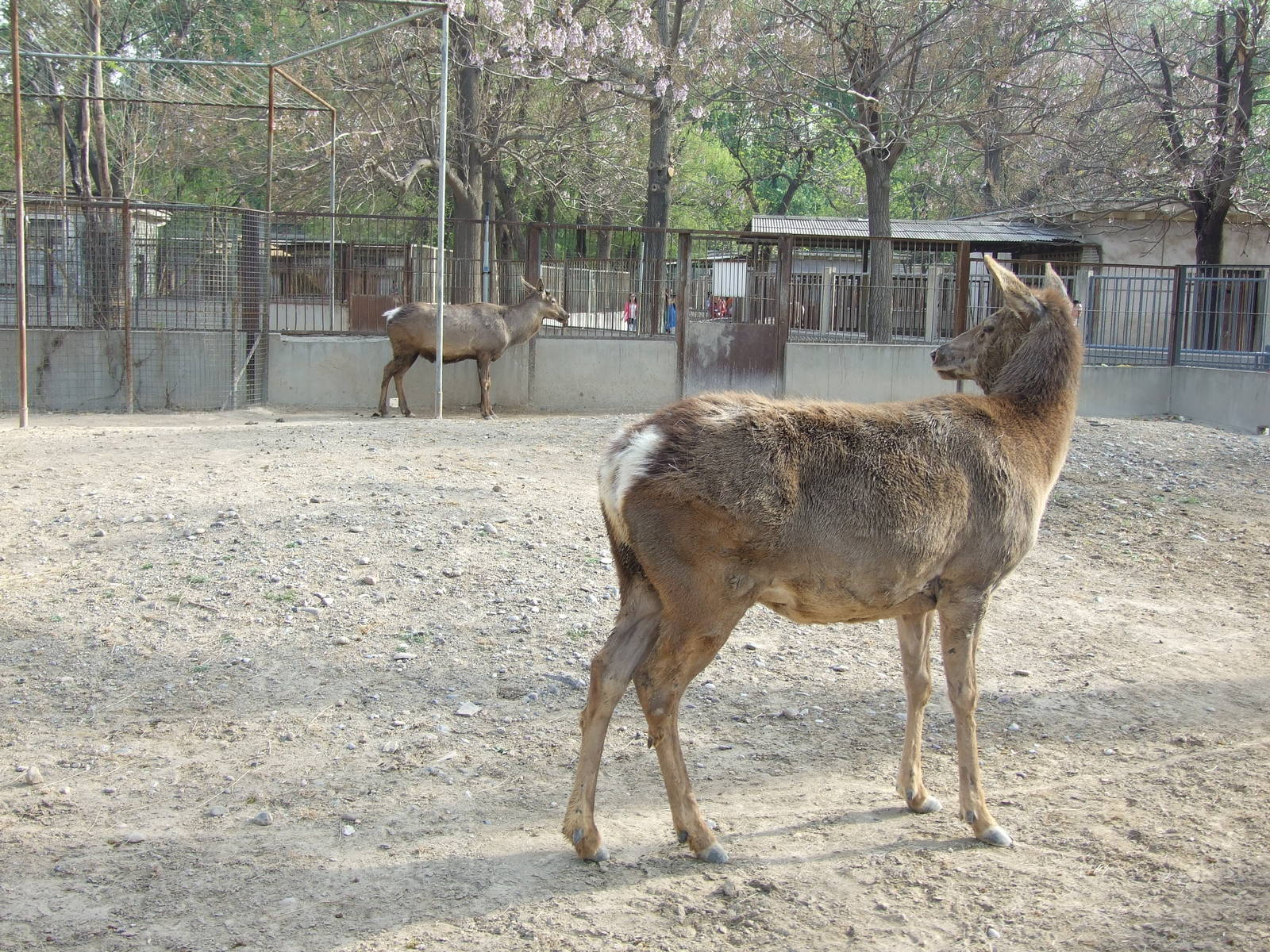 Red deer, which subspecies?