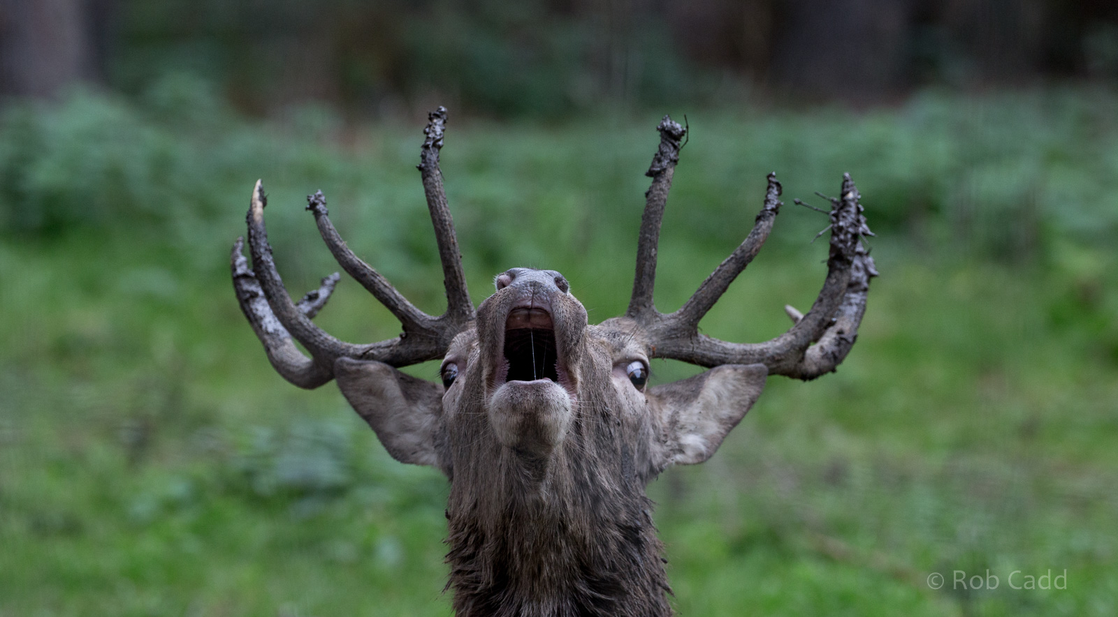 Red deer : Wildwood : 06 Oct 2018