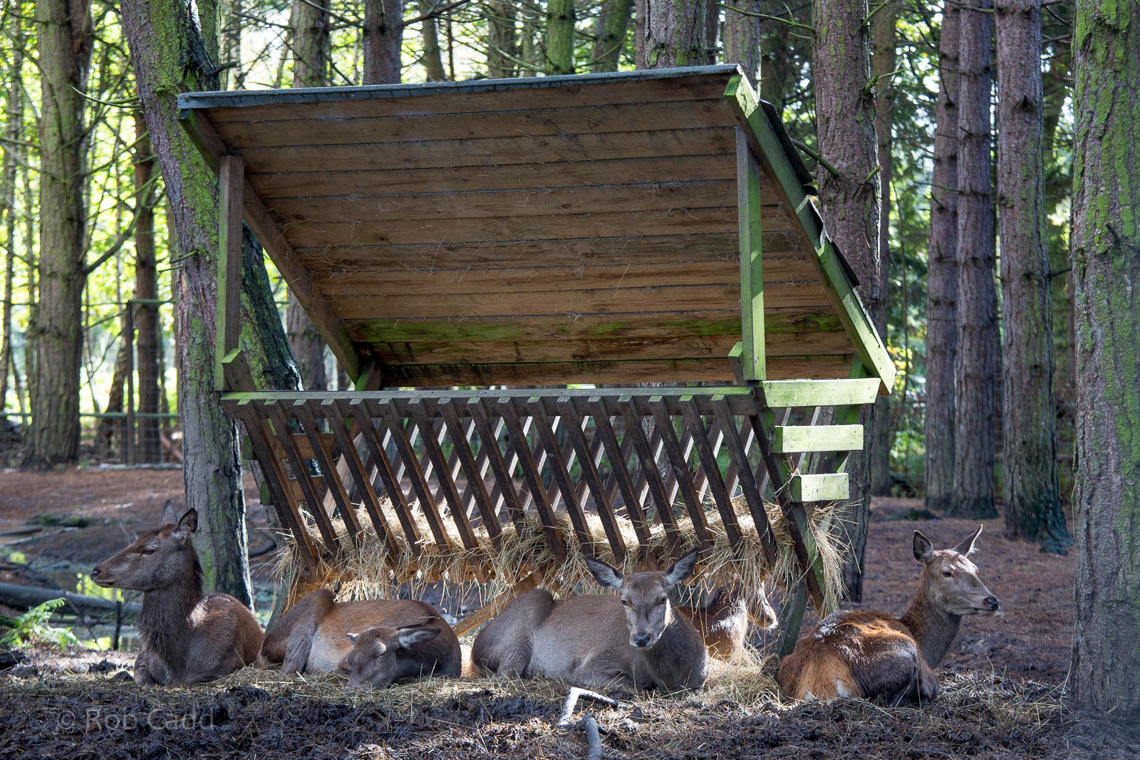 Red deer : Wildwood : 16 Oct 2014