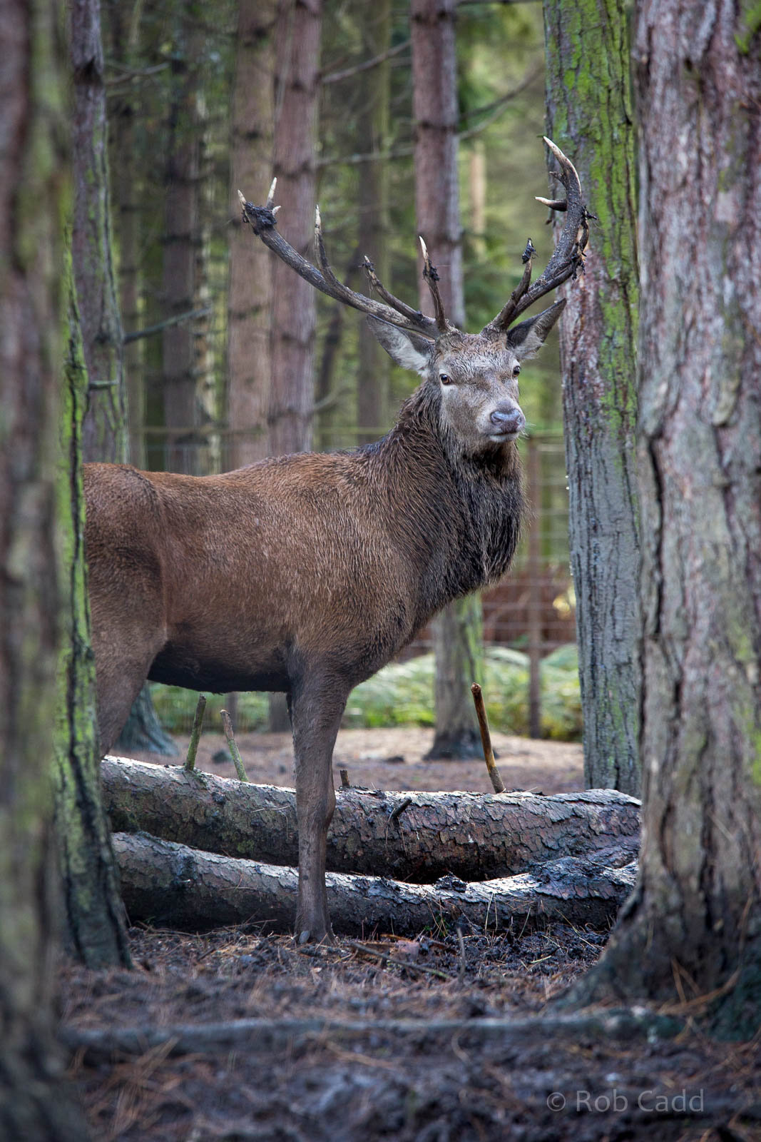 Red deer : Wildwood : 16 Oct 2014