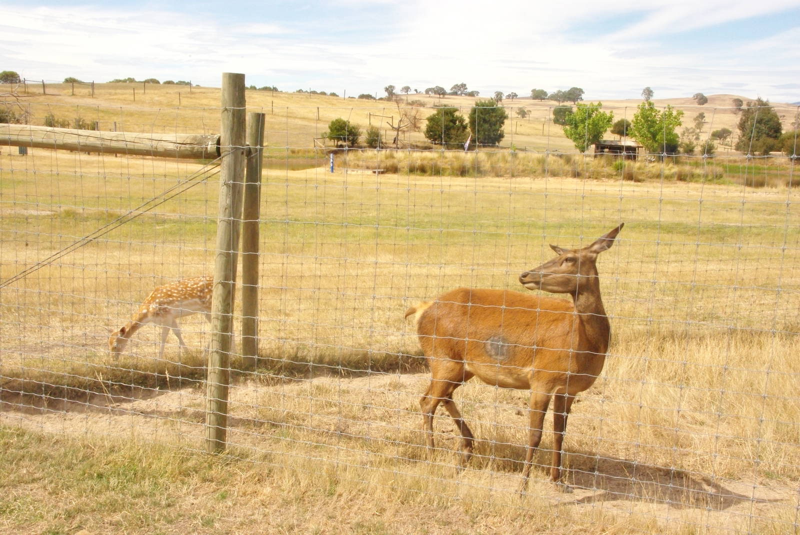Red Deer (with a fallow in the background)