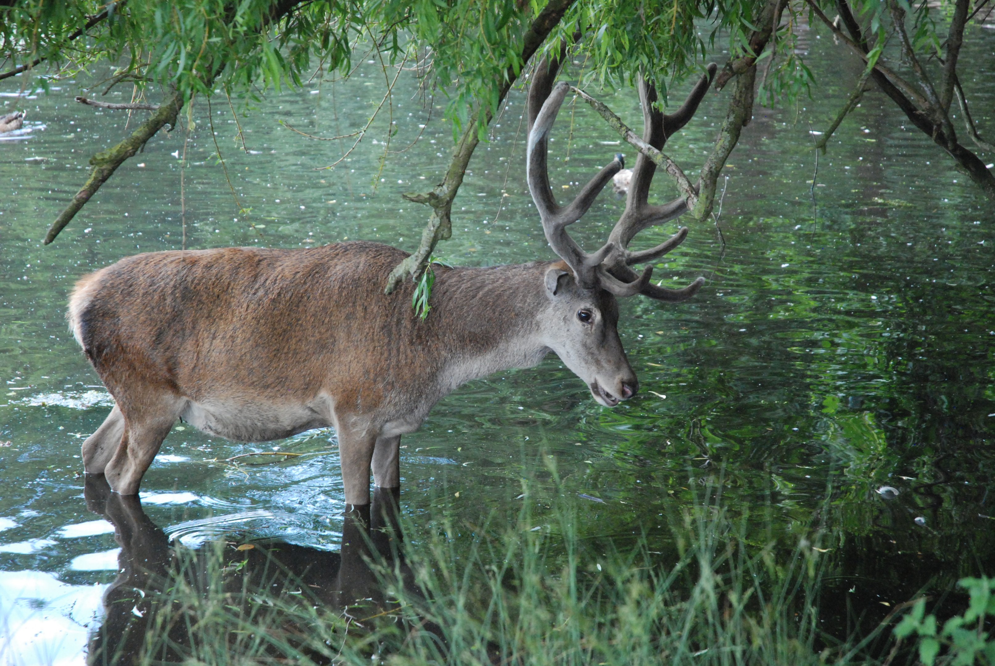 Red Deer, Wollaton Hall Deer Park, 19th July 2021