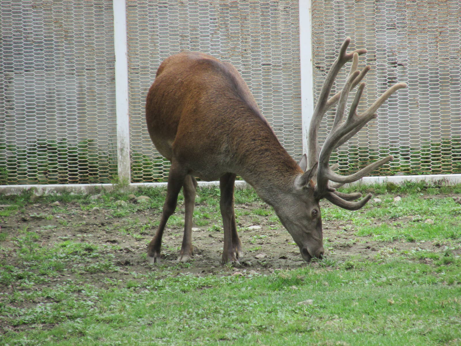 red deer zoologico del altiplano
