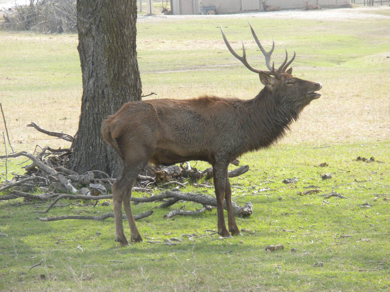 Red Deer
