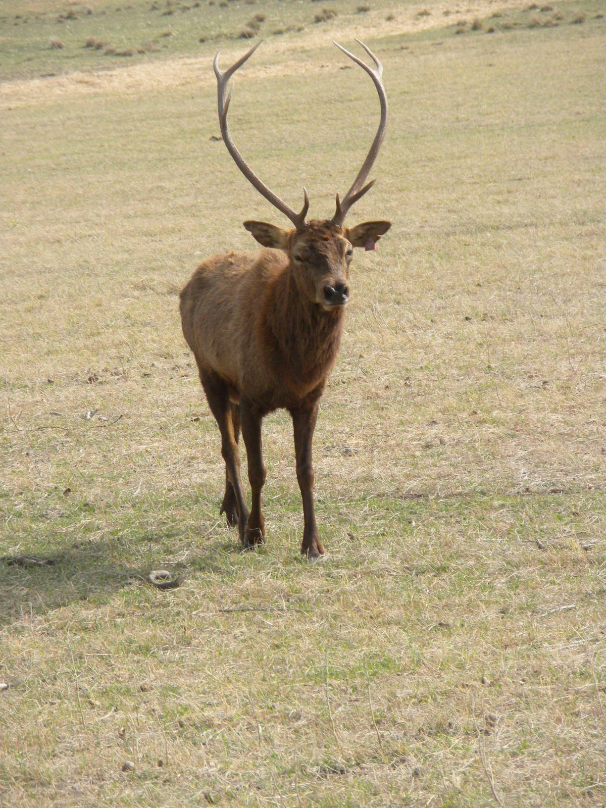 Red Deer