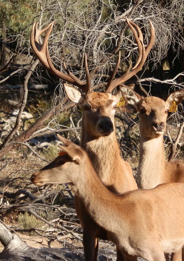 Red deer