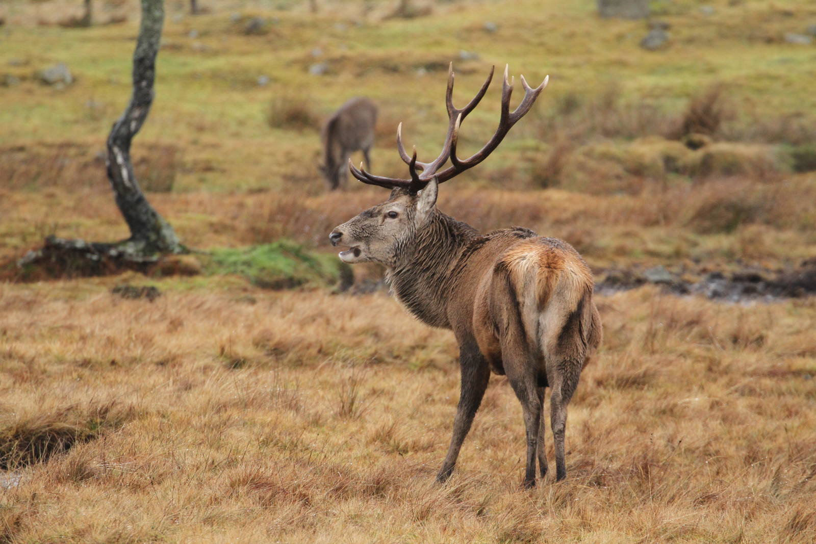 Red Deer
