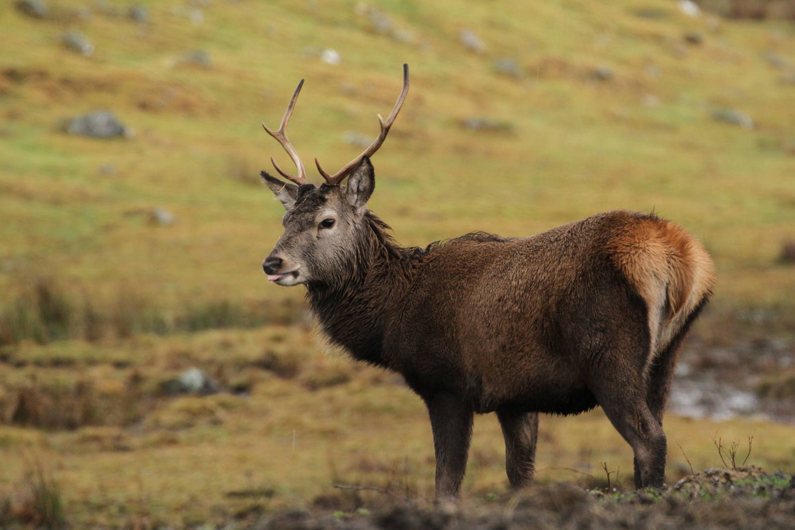 Red Deer