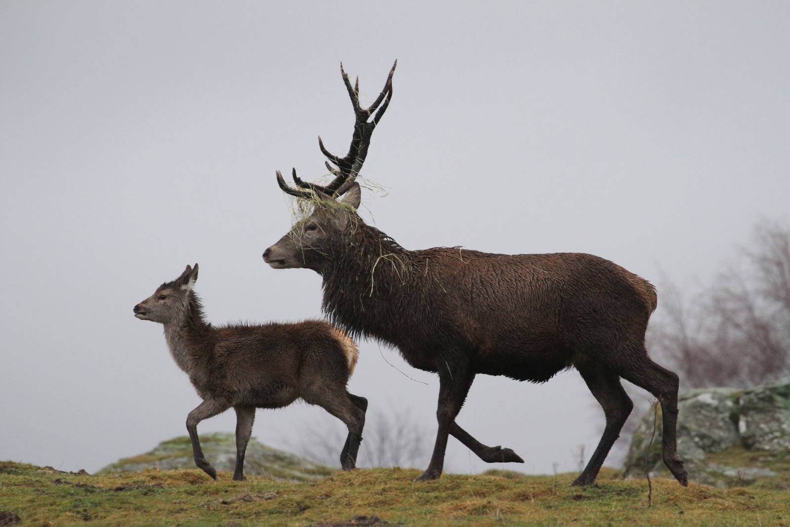 Red Deer