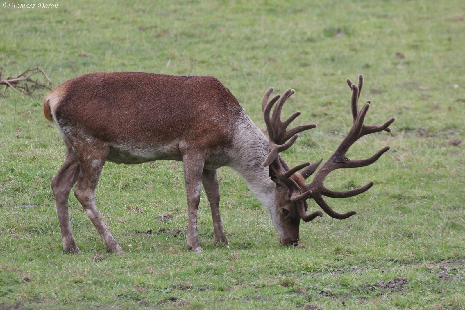 Red Deer