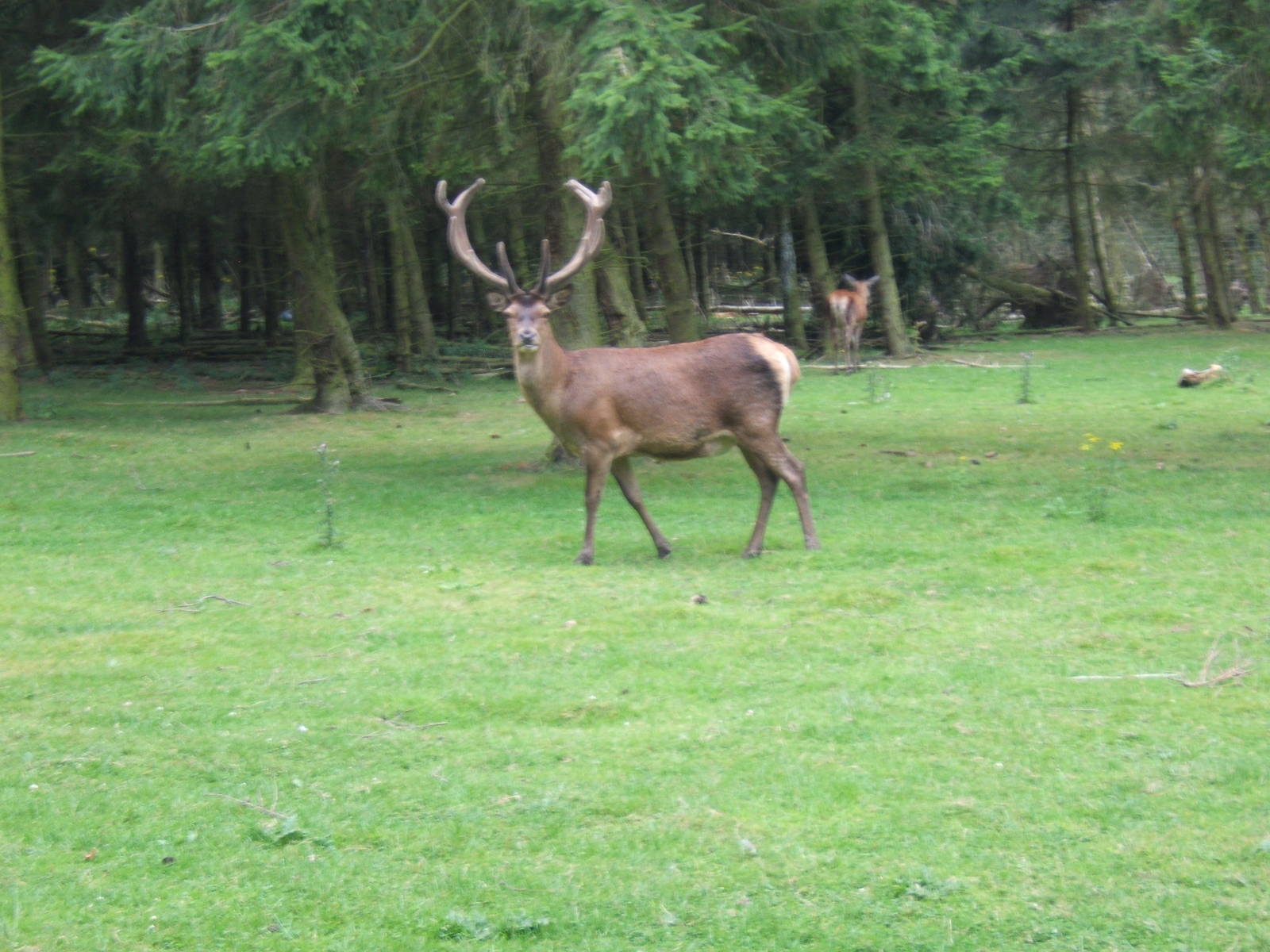 Red Deer