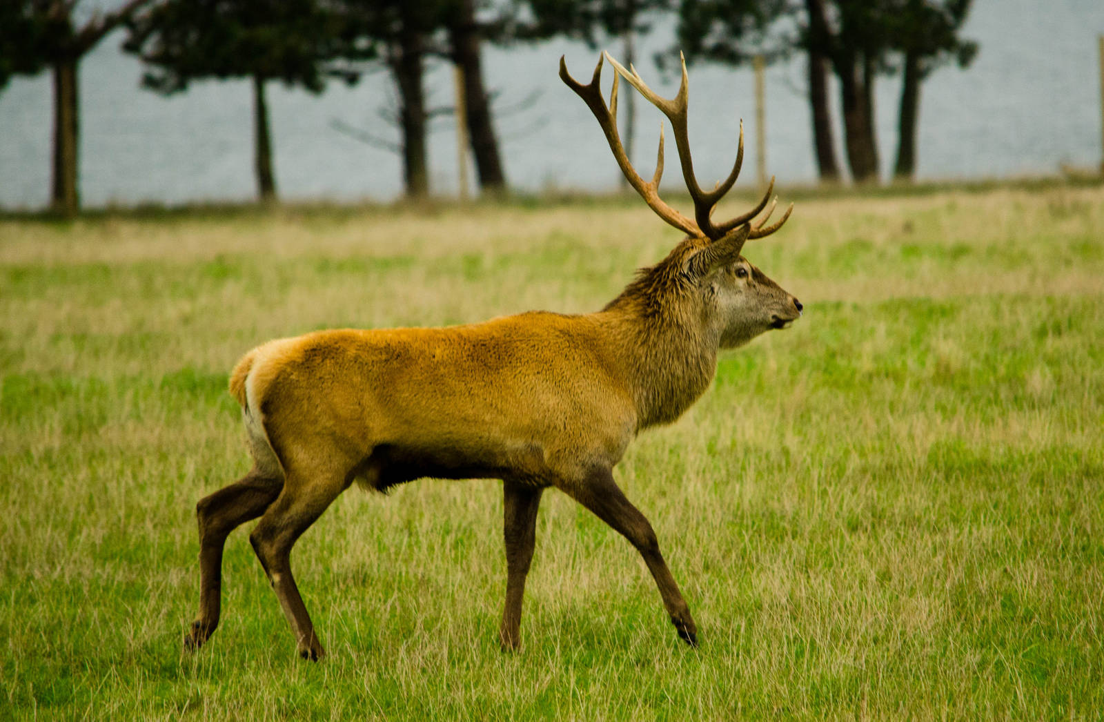 Red Deer