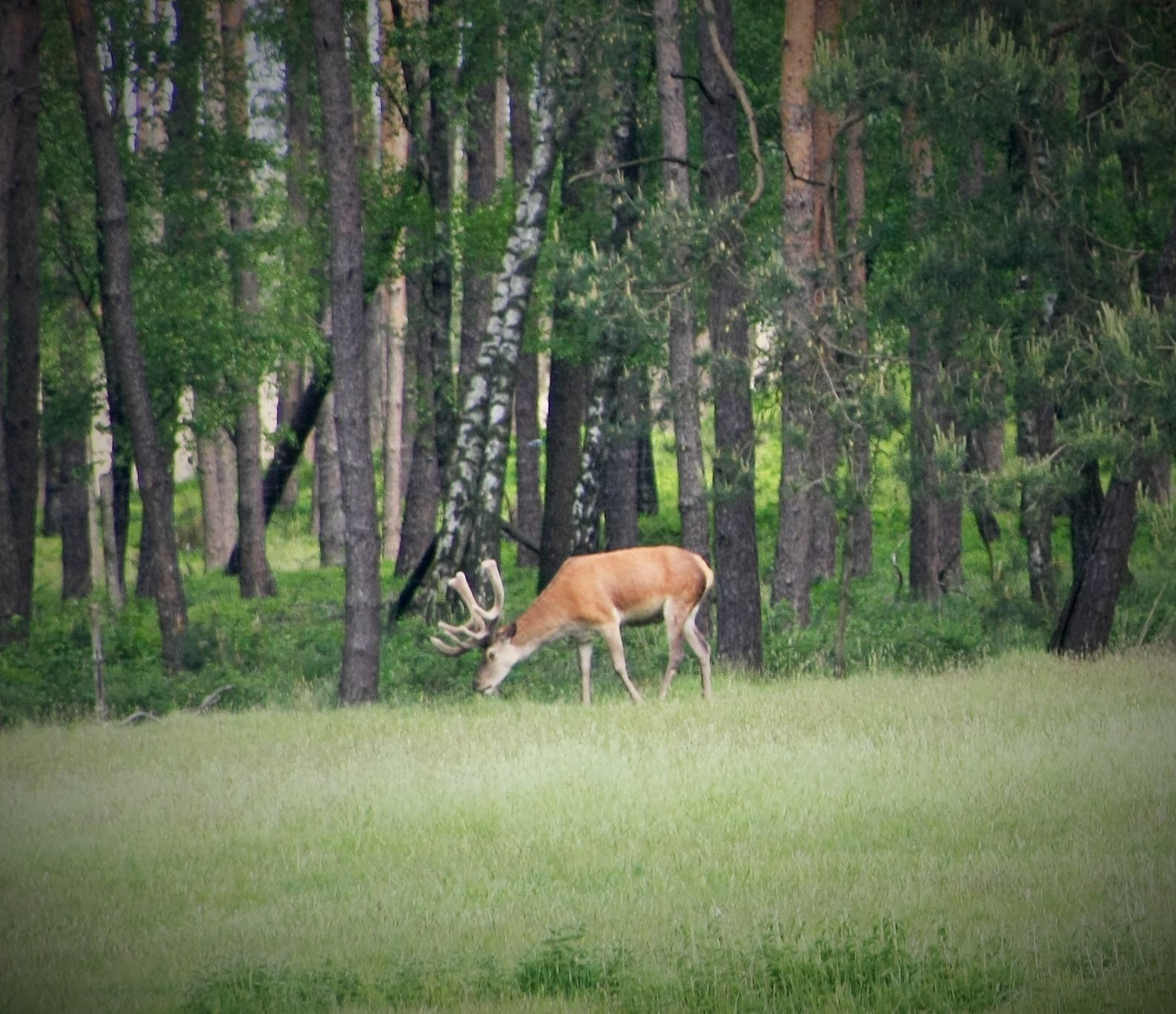 Red Deer (?)