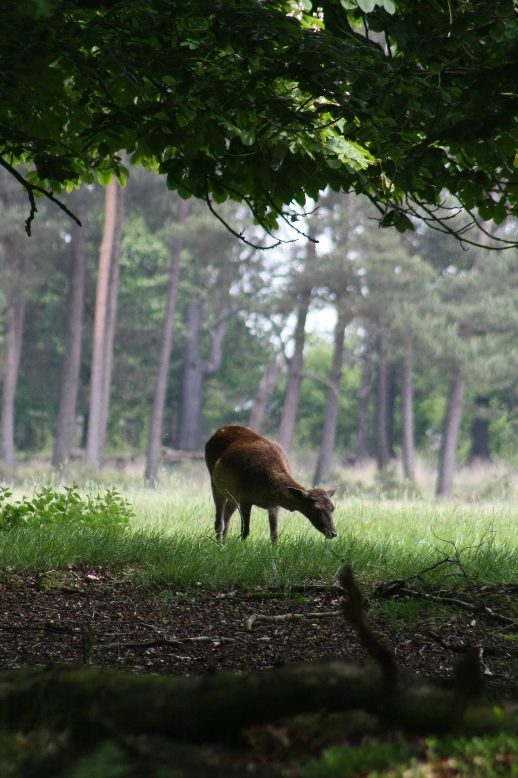 Red Deer (?)