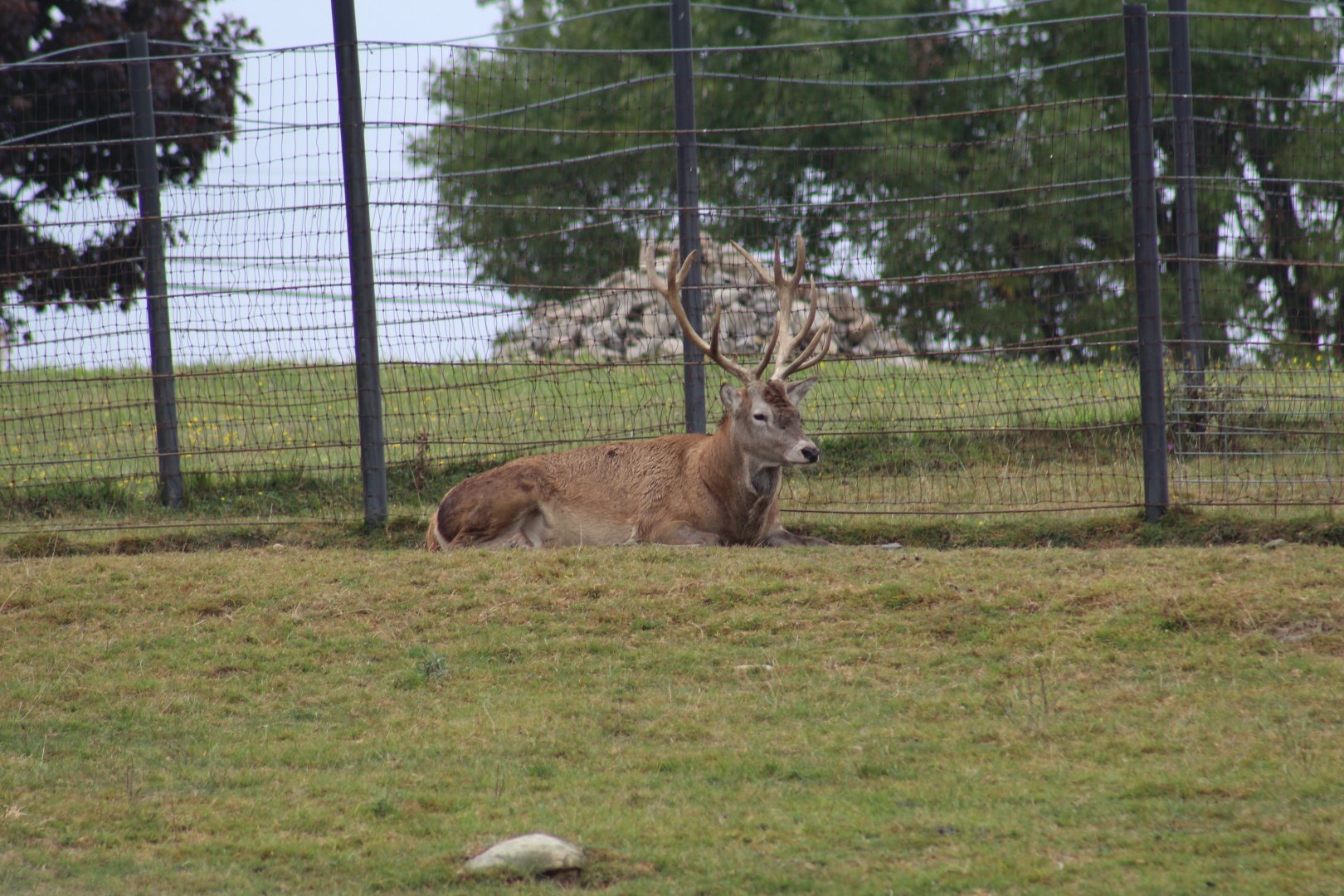 Red Deer