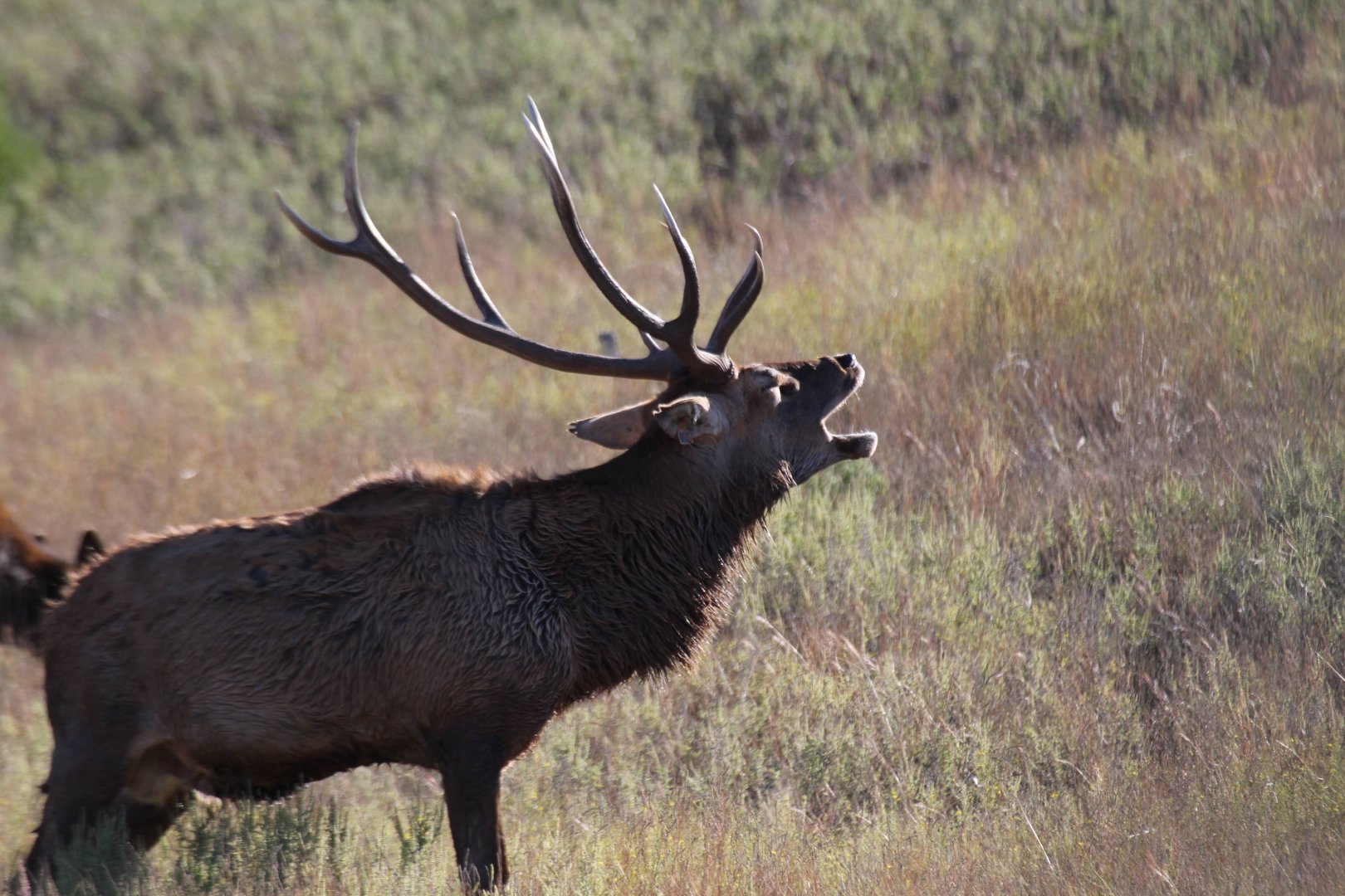 Red Deer